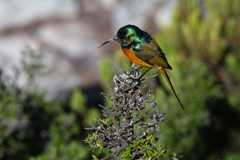 An Orange-breasted Sunbird on Table Mountain