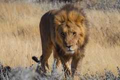 A male lion walking in long grass