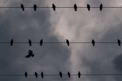A group of birds sitting on power lines
